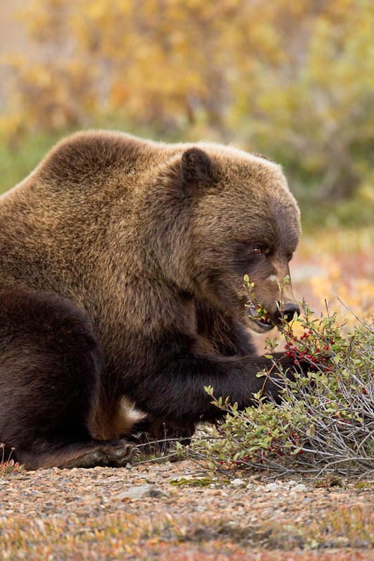TC-Grizzly Bear-D00051-00678.jpg :: Large Boar Interior Grizzly Bear feeding on wild berries during the fall with foliage in fall colors