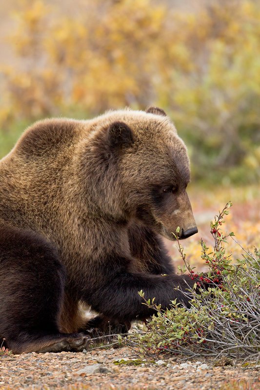 TC-Grizzly Bear-D00051-00684.jpg :: Large Boar Interior Grizzly Bear feeding on wild berries during the fall with foliage in fall colors