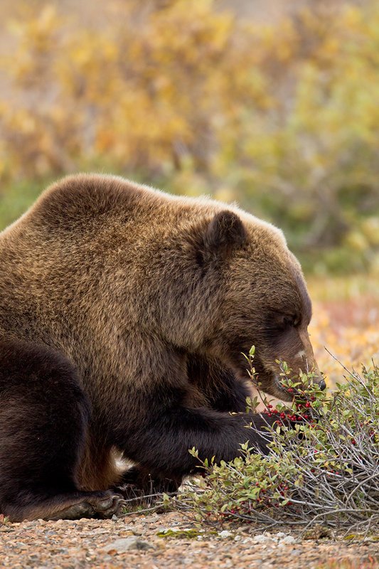 TC-Grizzly Bear-D00051-00687.jpg :: Large Boar Interior Grizzly Bear feeding on wild berries during the fall with foliage in fall colors