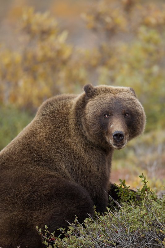 TC-Grizzly Bear-D00051-00693.jpg :: Large Boar Interior Grizzly Bear sitting on his haunches looking around