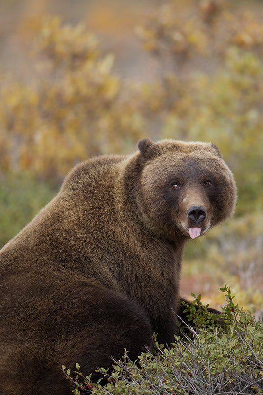 TC-Grizzly Bear-D00051-00696.jpg :: Large Boar Interior Grizzly Bear sitting on his haunches looking around