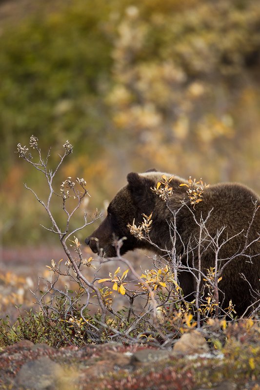 TC-Grizzly Bear-D00051-00702.jpg :: Large Boar Interior Grizzly Bear partially screened by fall foliage