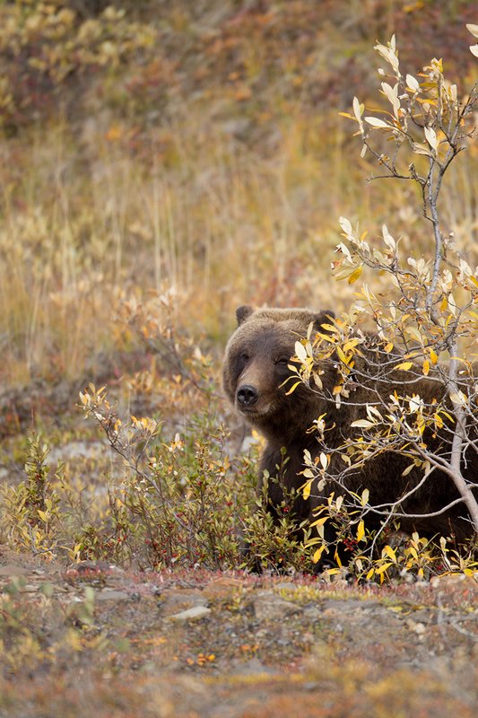 TC-Grizzly Bear-D00051-00708.jpg :: Large Boar Interior Grizzly Bear partially screened by fall foliage