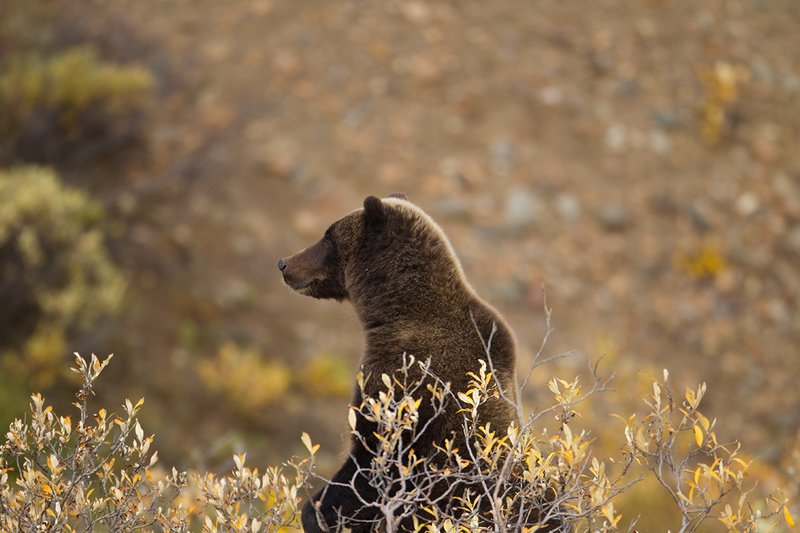 TC-Grizzly Bear-D00051-00711.jpg :: Large Boar Interior Grizzly Bear standing on his hindlegs to look over brush at something