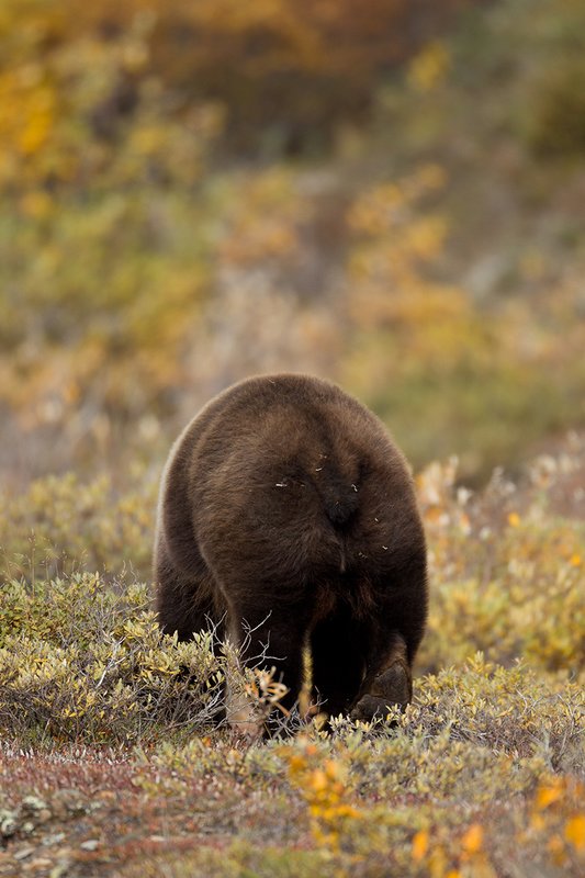 TC-Grizzly Bear-D00051-00714.jpg :: Large Boar Interior Grizzly Bear walking straight away feeding on berries in fall colored foliage.