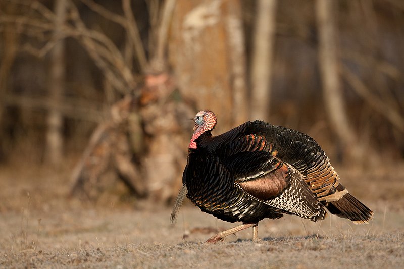 TC-Hunter w Turkey in sights-D01002-00006.jpg :: Turkey hunter dressed in Realtree AP Camo sits with his back against a tree aiming a shotgun behind long-bearded wild turkey gobbler strutting in frost covered meadow at first light