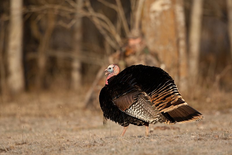 TC-Hunter w Turkey in sights-D01002-00009.jpg :: Turkey hunter dressed in Realtree AP Camo sits with his back against a tree aiming a shotgun behind long-bearded wild turkey gobbler strutting in frost covered meadow at first light