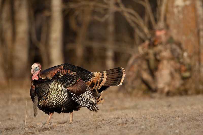 TC-Hunter w Turkey in sights-D01002-00021.jpg :: Turkey hunter dressed in Realtree AP Camo sits with his back against a tree aiming a shotgun behind long-bearded wild turkey gobbler strutting in frost covered meadow at first light