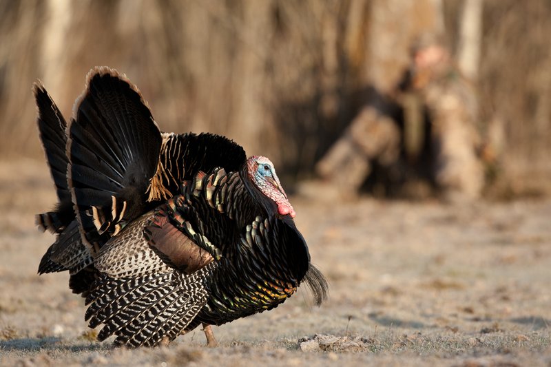 TC-Hunter w Turkey in sights-D01002-00024.jpg :: Turkey hunter dressed in Realtree AP Camo sits with his back against a tree aiming a shotgun behind long-bearded wild turkey gobbler strutting in frost covered meadow at first light