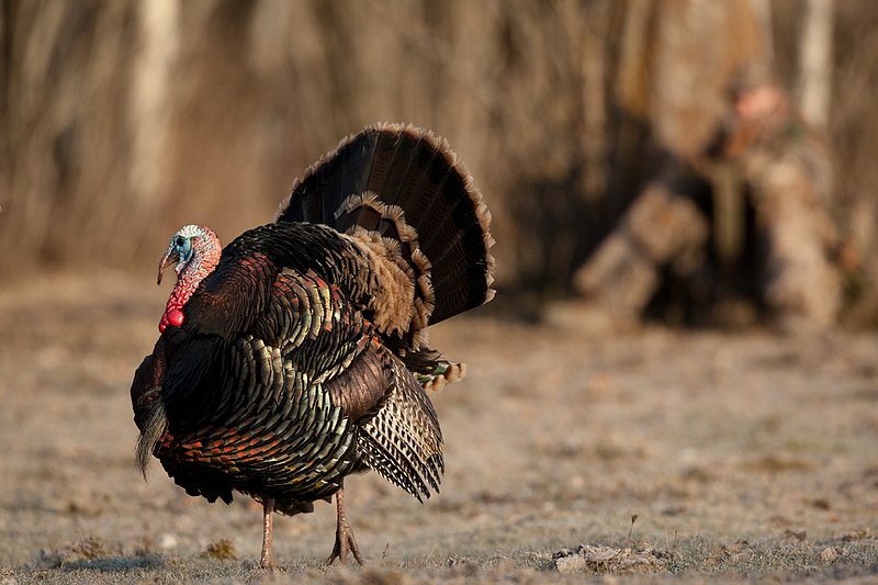 TC-Hunter w Turkey in sights-D01002-00029.jpg :: Turkey hunter dressed in Realtree AP Camo sits with his back against a tree aiming a shotgun behind long-bearded wild turkey gobbler strutting in frost covered meadow at first light