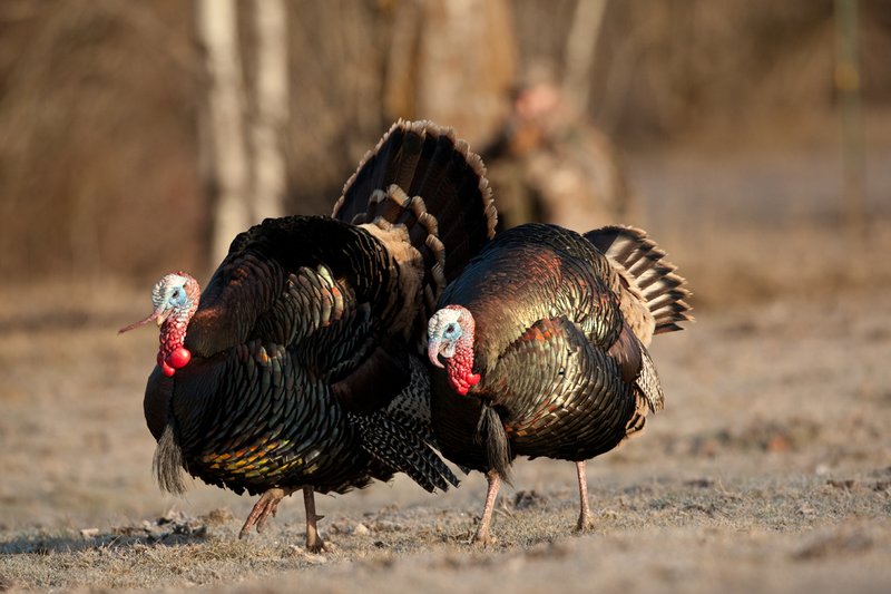 TC-Hunter w Turkey in sights-D01002-00036.jpg :: Turkey hunter dressed in Realtree AP Camo sits with his back against a tree aiming a shotgun behind long-bearded wild turkey gobbler strutting in frost covered meadow at first light