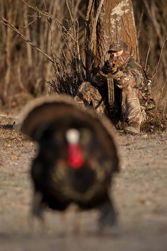 TC-Hunter w Turkey in sights-D01002-00039.jpg :: Turkey hunter dressed in Realtree AP Camo sits with his back against a tree aiming a shotgun behind long-bearded wild turkey gobbler strutting in frost covered meadow at first light