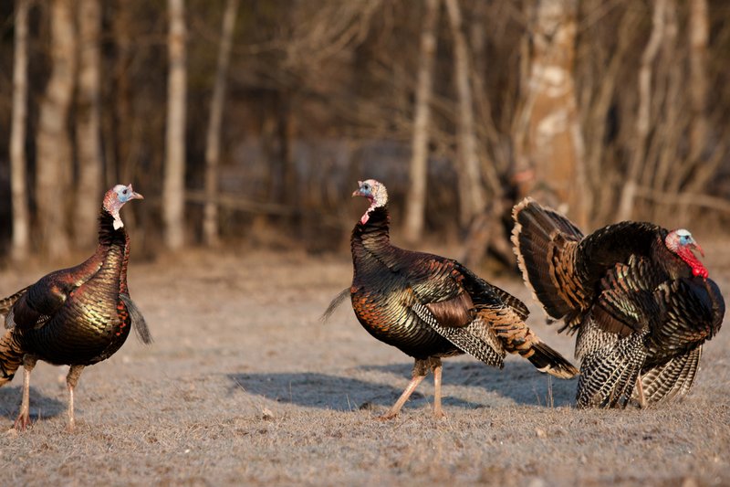 TC-Hunter w Turkey in sights-D01002-00053.jpg :: Turkey hunter dressed in Realtree AP Camo sits with his back against a tree aiming a shotgun behind long-bearded wild turkey gobbler strutting in frost covered meadow at first light