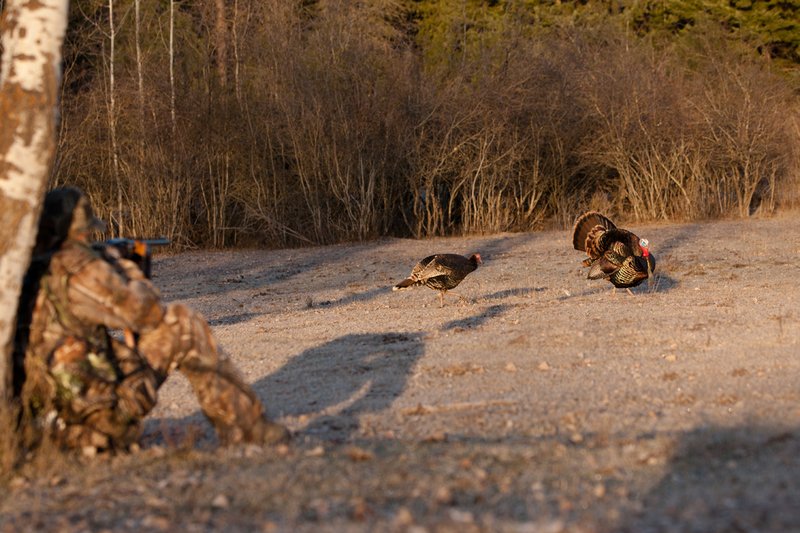 TC-Hunter w Turkey in sights-D01002-00057.jpg :: Turkey hunter dressed in Realtree AP Camo sits with his back against a tree aiming a shotgun behind long-bearded wild turkey gobbler strutting in frost covered meadow at first light