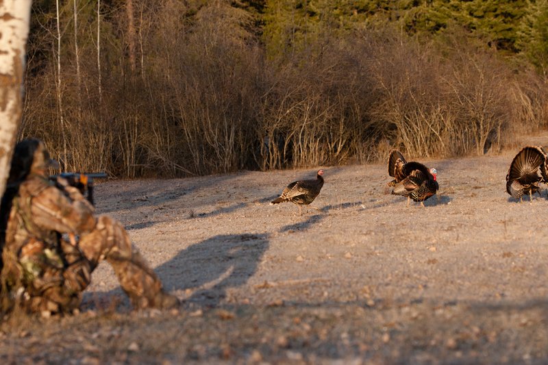 TC-Hunter w Turkey in sights-D01002-00059.jpg :: Turkey hunter dressed in Realtree AP Camo sits with his back against a tree aiming a shotgun behind long-bearded wild turkey gobbler strutting in frost covered meadow at first light