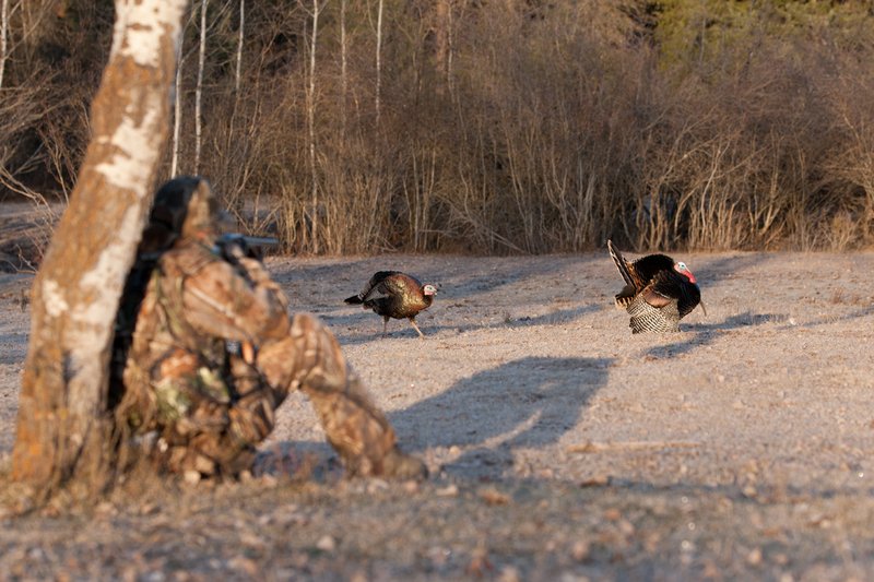 TC-Hunter w Turkey in sights-D01002-00063.jpg :: Turkey hunter dressed in Realtree AP Camo sits with his back against a tree aiming a shotgun behind long-bearded wild turkey gobbler strutting in frost covered meadow at first light