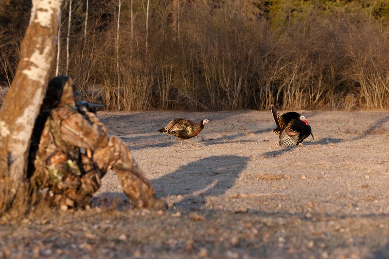 TC-Hunter w Turkey in sights-D01002-00069.jpg :: Turkey hunter dressed in Realtree AP Camo sits with his back against a tree aiming a shotgun behind long-bearded wild turkey gobbler strutting in frost covered meadow at first light