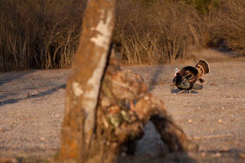 TC-Hunter w Turkey in sights-D01002-00075.jpg :: Turkey hunter dressed in Realtree AP Camo sits with his back against a tree aiming a shotgun behind long-bearded wild turkey gobbler strutting in frost covered meadow at first light