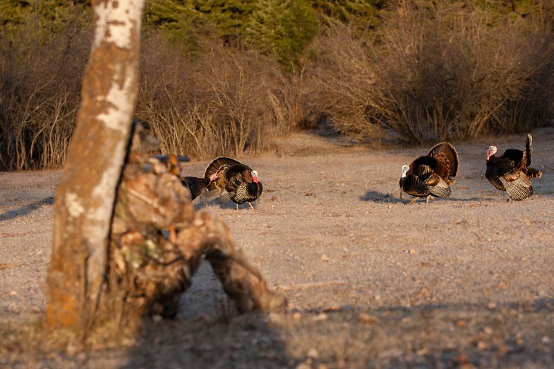 TC-Hunter w Turkey in sights-D01002-00077.jpg :: Turkey hunter dressed in Realtree AP Camo sits with his back against a tree aiming a shotgun behind long-bearded wild turkey gobbler strutting in frost covered meadow at first light