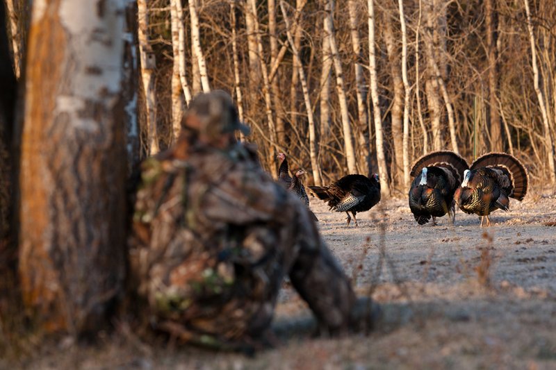 TC-Hunter w Turkey in sights-D01002-00111.jpg :: Turkey hunter dressed in Realtree AP Camo sits with his back against a tree aiming a shotgun behind long-bearded wild turkey gobbler strutting in frost covered meadow at first light