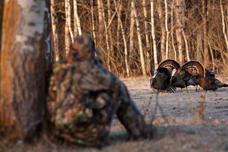TC-Hunter w Turkey in sights-D01002-00117.jpg :: Turkey hunter dressed in Realtree AP Camo sits with his back against a tree aiming a shotgun behind long-bearded wild turkey gobbler strutting in frost covered meadow at first light