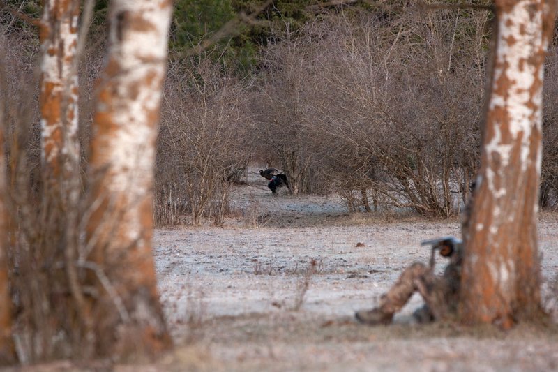 TC-Hunter w Turkey in sights-D01002-00243.jpg :: Turkey hunter dressed in Realtree AP Camo sits with his back against a tree aiming a shotgun behind long-bearded wild turkey gobbler strutting in frost covered meadow at first light
