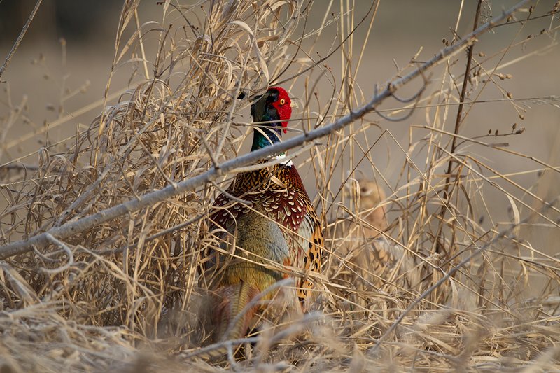 TC-Ringneck Pheasant Rooster-D00718-00002.jpg :: Ringneck Pheasant Rooster standing in tall grass, alert ready to fly