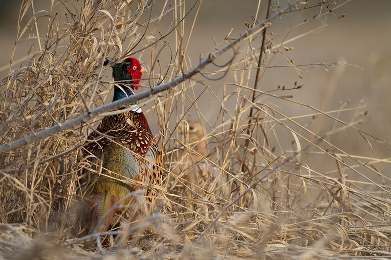 TC-Ringneck Pheasant Rooster-D00718-00009.jpg :: Ringneck Pheasant Rooster standing in tall grass, alert ready to fly
