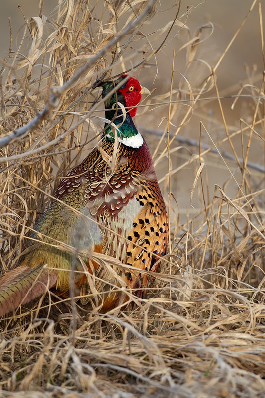 TC-Ringneck Pheasant Rooster-D00718-00012.jpg :: Ringneck Pheasant Rooster standing in tall grass, alert ready to fly