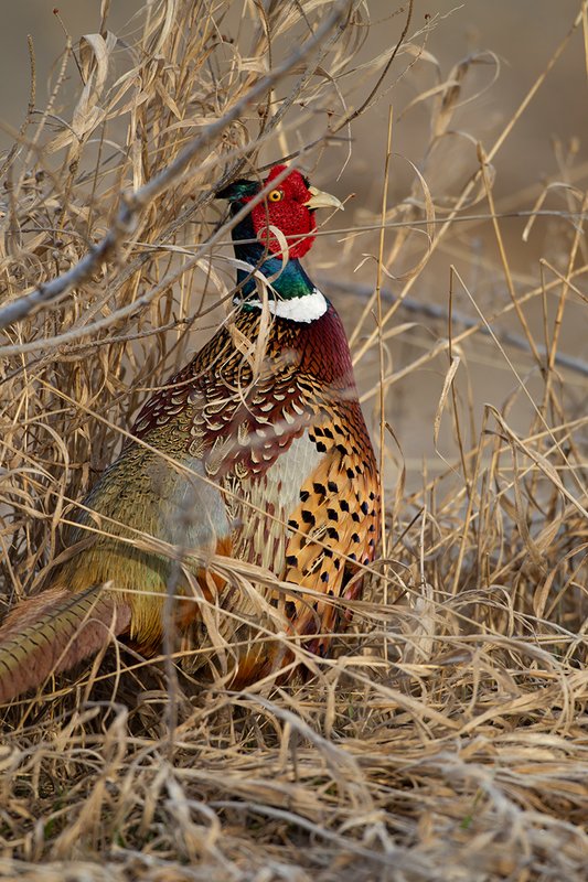 TC-Ringneck Pheasant Rooster-D00718-00018.jpg :: Ringneck Pheasant Rooster standing in tall grass, alert ready to fly