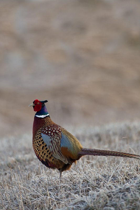 TC-Ringneck Pheasant Rooster-D00718-00026.jpg :: Ringneck Pheasant Rooster on frost covered stubble field
