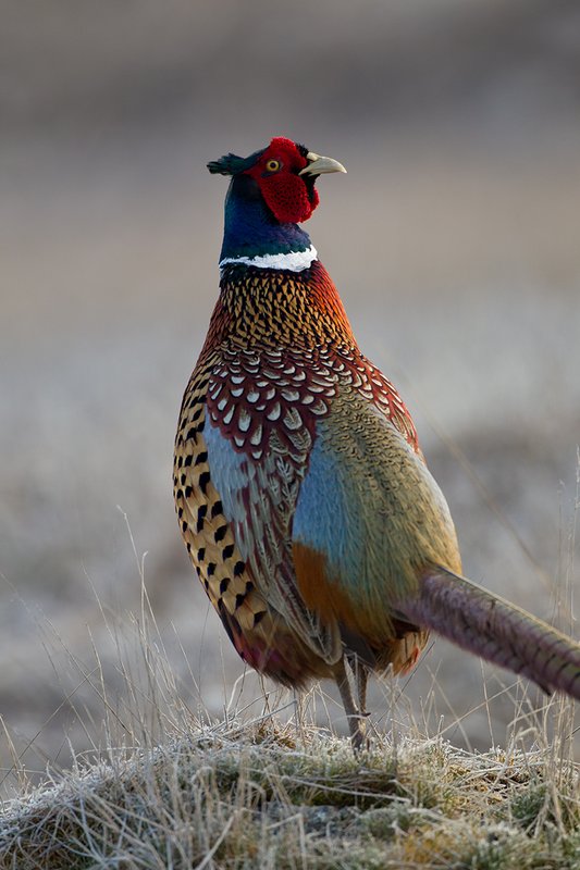 TC-Ringneck Pheasant Rooster-D00718-00030.jpg :: Ringneck Pheasant Rooster on frost covered stubble field