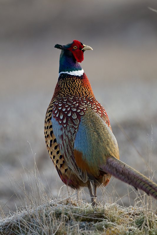 TC-Ringneck Pheasant Rooster-D00718-00042.jpg :: Ringneck Pheasant Rooster on frost covered stubble field