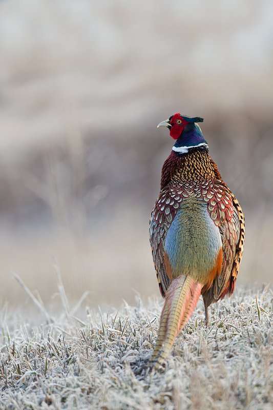 TC-Ringneck Pheasant Rooster-D00718-00048.jpg :: Ringneck Pheasant Rooster on frost covered stubble field