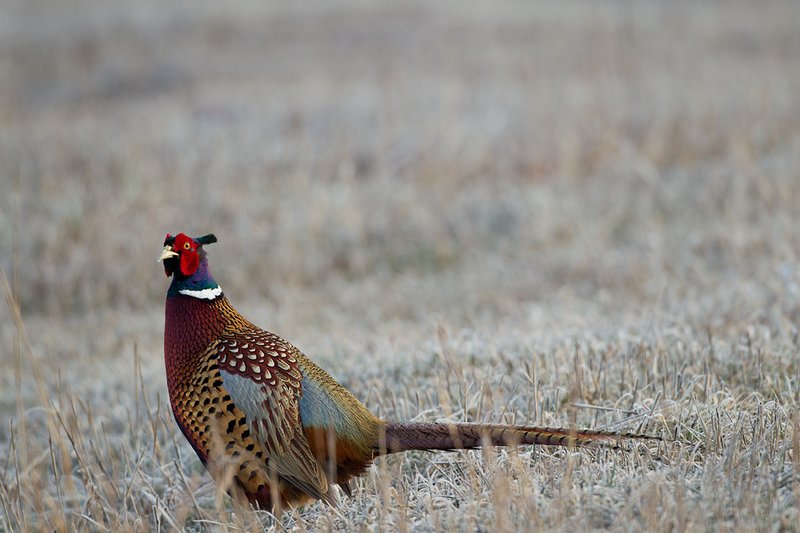 TC-Ringneck Pheasant Rooster-D00718-00051.jpg :: Ringneck Pheasant Rooster on frost covered stubble field