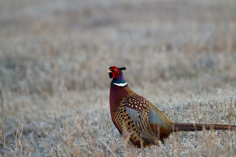 TC-Ringneck Pheasant Rooster-D00718-00053.jpg :: Ringneck Pheasant Rooster on frost covered stubble field