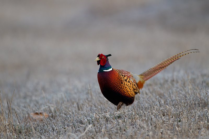 TC-Ringneck Pheasant Rooster-D00718-00062.jpg :: Ringneck Pheasant Rooster on frost covered stubble field