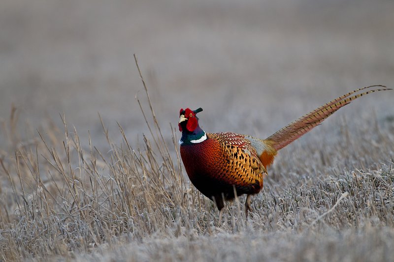 TC-Ringneck Pheasant Rooster-D00718-00065.jpg :: Ringneck Pheasant Rooster on frost covered stubble field