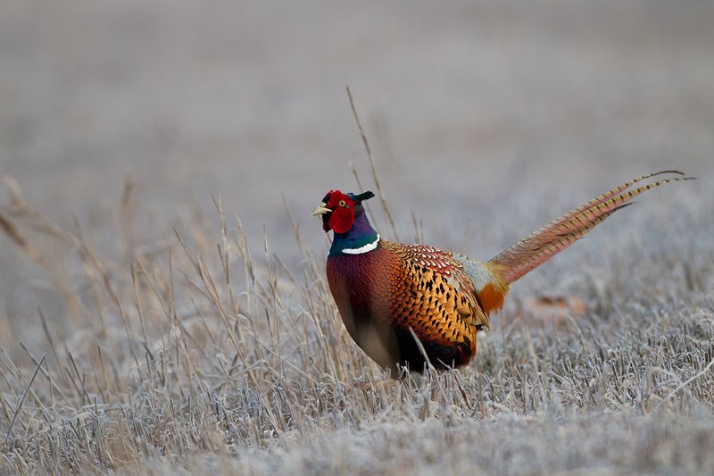 TC-Ringneck Pheasant Rooster-D00718-00068.jpg :: Ringneck Pheasant Rooster on frost covered stubble field