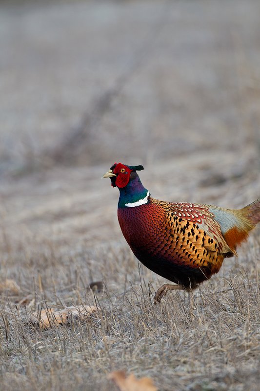 TC-Ringneck Pheasant Rooster-D00718-00071.jpg :: Ringneck Pheasant Rooster on frost covered stubble field