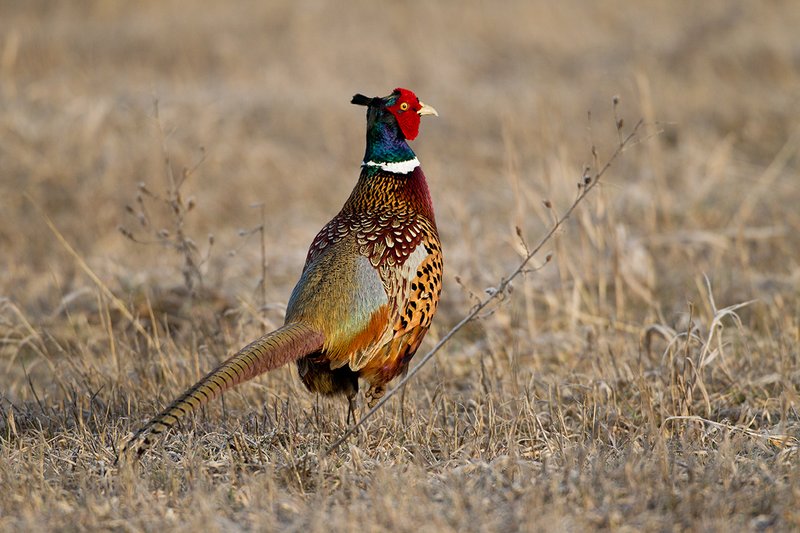 TC-Ringneck Pheasant Rooster-D00718-00075.jpg :: Ringneck Pheasant Rooster