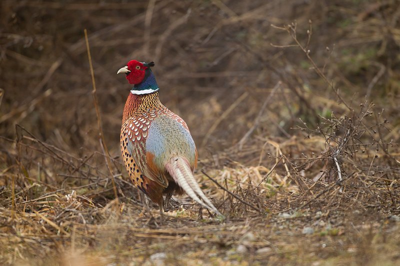TC-Ringneck Pheasant Rooster-D00718-00080.jpg :: Ringneck Pheasant Rooster in tall, dead grass on foggy, rainy morning