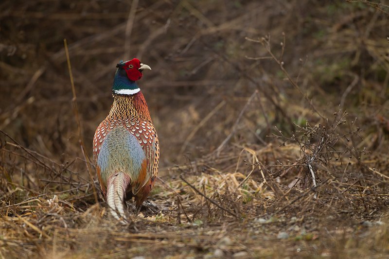 TC-Ringneck Pheasant Rooster-D00718-00084.jpg :: Ringneck Pheasant Rooster in tall, dead grass on foggy, rainy morning