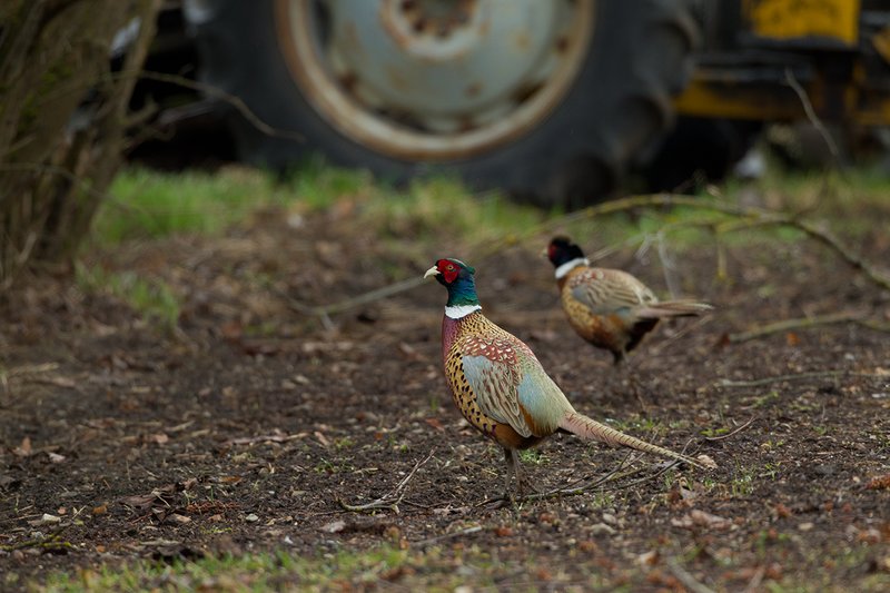 TC-Ringneck Pheasant Rooster-D00718-00578.jpg :: Ringneck Pheasant Rooster walking along edge of a plowed field meadow near an old tractor sitting in the field