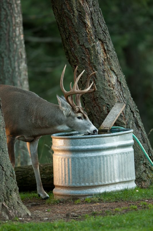 TC-Whitetail Bucks Fall-D01089-04855.jpg :: Trophy class 11 pt Whitetail buck drinking from a stock tank