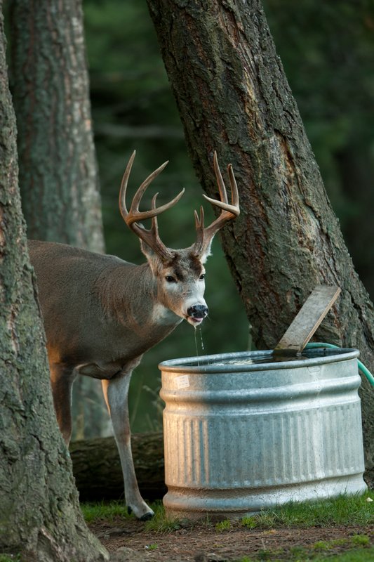 TC-Whitetail Bucks Fall-D01089-04857.jpg :: Trophy class 11 pt Whitetail buck lifting his head after drinking from a stock tank with water dripping from his mouth