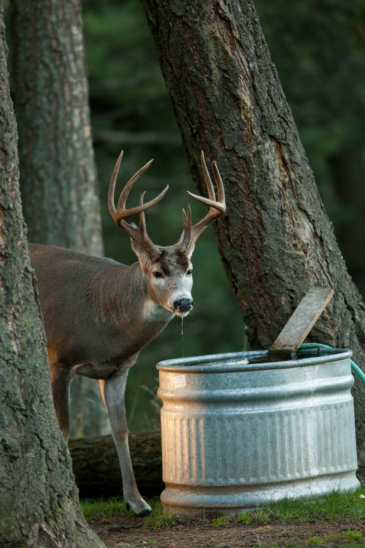 TC-Whitetail Bucks Fall-D01089-04860.jpg :: Trophy class 11 pt Whitetail buck lifting his head after drinking from a stock tank with water dripping from his mouth
