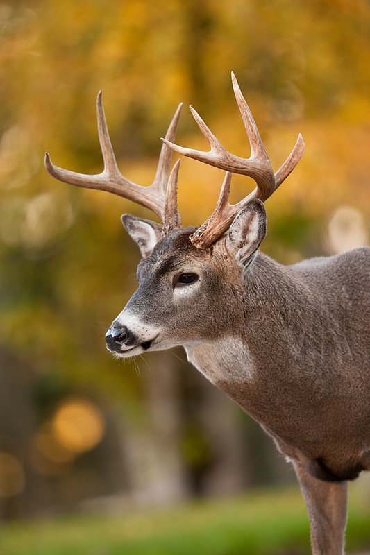 TC-Whitetail Bucks Fall-D01089-04864.jpg :: Trophy class 9pt Whitetail Buck standing alertly at edge of trees turned gold in fall colors