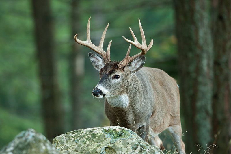 TC-Whitetail Bucks Fall-D01089-04870.jpg :: 9pt Trophy class whitetail buck standing alertly in open timber behind a large boulder