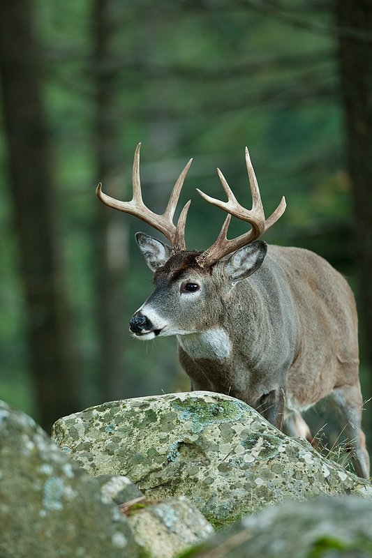 TC-Whitetail Bucks Fall-D01089-04871.jpg :: 9pt Trophy class whitetail buck standing alertly in open timber behind a large boulder